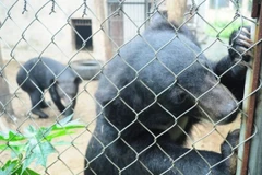 Cả nước còn khoảng 1.250 cá thể gấu bị nuôi nhốt trong các trang trại. (Ảnh: Hùng Võ/Vietnam+)