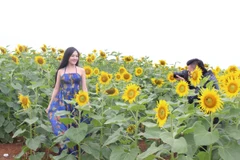 Cánh đồng hoa hướng dương ở cao nguyên Phủ Quỳ xứ Nghệ giờ đây đã trở thành điểm đến của du khách trên khắp cả nước. (Ảnh: Hùng Võ/Vietnam+)