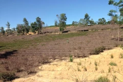 Đất đai bị hoang hóa, thiếu nguyên liệu sản xuất. (Ảnh: H.V/Vietnam+)