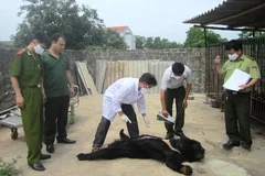 Lực lượng chức năng tiến hành kiểm tra, tiêu hủy gấu bị chết. (Nguồn ảnh: Chi cục Kiểm lâm tỉnh Quảng Ninh)