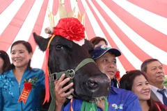 “Hoa hậu bò sữa” năm 2015 sinh ra từ năm 2010, có bố từ Mỹ, mẹ từ Hà Lan-Cuba, trọng lượng 710 kg, đã đẻ 3 lứa. (Ảnh: Hùng Võ/Vietnam+)