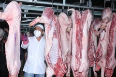 Kiểm định chất lượng gia súc sau khi giết mổ. (Nguồn ảnh: TTXVN) 