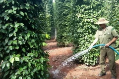 Ảnh chỉ có tính minh họa. (Ảnh: Hoàng Nhị/TTXVN)