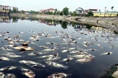 Cá chết hàng loạt, nổi trắng mặt nước tại hồ điều hòa Cửa Nam, thành phố Vinh (Nghệ An). (Ảnh: Tá Chuyên/TTXVN)