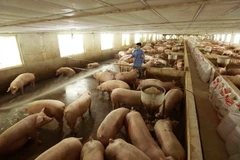 Giá thịt lợn xuất chuồng ngày 21/10 ở trang trại chăn nuôi đang ở mức 34.000đ/kg. (Ảnh: Vũ Sinh/TTXVN)