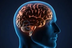 Mức độ trầm trọng của lây nhiễm bên ngoài đường hô hấp cũng như thời gian cần để loại bỏ virus vẫn chưa thể hiện đặc điểm rõ ràng, đặc biệt ở não. (Nguồn: iStock)