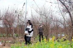 Hình ảnh đào Nhật Tân chuẩn bị phục vụ Tết Nhâm Dần 2022 