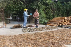 Trong tháng 12, gia đình bà Nguyễn Thị Hòa, xã Mường Nọc, huyện Quế Phong bị kẻ gian bóc trộm thêm 30 cây quế đang đến kỳ thu hoạch buộc phải chặt bỏ cây. (Ảnh: Bích Huệ/TTXVN) 