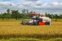 Thu hoạch lúa ở Cần Thơ. (Ảnh: Thanh Liêm/TTXVN)