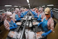 Dây chuyền chế biến tôm đông lạnh xuất khẩu của Công ty Cổ phần thủy sản Minh Phú Hậu Giang ở Khu công nghiệp Sông Hậu, xã Đông Phú, huyện Châu Thành, tỉnh Hậu Giang. (Ảnh: TTXVN)