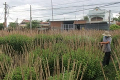 Khánh Hòa có nhiều vùng trồng hoa phục vụ thị trường hoa Tết nhưng nổi tiếng nhất phải kể hoa cúc Ninh Giang, thị xã Ninh Hòa. (Ảnh: Phan Sáu/TTXVN)