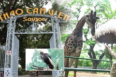 Thảo Cầm Viên Sài Gòn đóng cửa phòng dịch COVID-19, không có nguồn thu trong nhiều tháng liền. (Nguồn: thanhnien.vn)