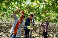 Du lịch cộng đồng ở Ninh Thuận thu hút du khách đến tham quan, trải nghiệm. (Ảnh: Công Thử/TTXVN)