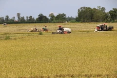 Nông dân Đồng Tháp thu hoạch lúa Thu Đông. (Ảnh: Chương Đài/TTXVN)