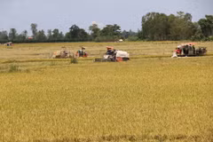 Nông dân Đồng Tháp thu hoạch lúa Thu Đông. (Ảnh: Chương Đài/TTXVN)