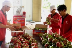 Sơ chế, đóng gói trái thanh long để xuất khẩu. (Ảnh: Vũ Sinh/TTXVN)