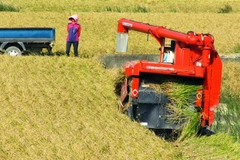 Nông dân Hàn Quốc thu hoạch lúa. (Nguồn: korealantinga.blogspot.com)