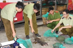 Lực lượng chức năng phát hiện một vụ vận chuyển trái phép tê tê. (Ảnh: TTXVN)