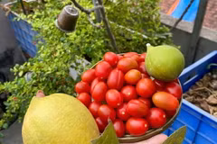 Thu hoach trên sân thượng. (Nguồn: Vietnam+)