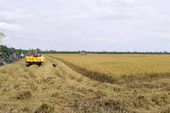 Thu hoạch lúa Hè Thu năm 2021 ở huyện Thanh Bình. (Ảnh: Nguyễn Văn Trí/TTXVN)