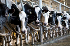 Mỹ được tăng khả năng tiếp cận với thị trường sữa của Canada. Ảnh minh họa. (Nguồn: CNN)