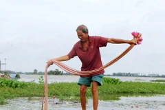 Hiện nay, nước lũ tràn về đã phủ trắng các cánh đồng ở các huyện vùng Đồng Tháp Mười của tỉnh Long An (bao gồm Vĩnh Hưng, Tân Hưng, Mộc Hóa, Tân Thạnh, Thạnh Hóa và thị xã Kiến Tường). 