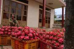 Ông Nguyễn Thanh Hải, ấp 1, xã Bưng Riềng, huyện Xuyên Mộc, lo lắng vì sợ thương lái không đến thu mua thanh long. (Ảnh: Hoàng Nhị/TTXVN)