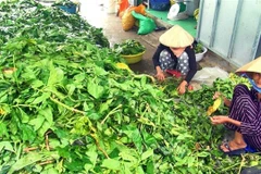 Một cơ sở thu mua lá nhàu tại ấp 2, xã Tân Lộc. (Ảnh: Huỳnh Thế Anh/TTXVN)