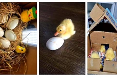 Những hình ảnh về các chú vịt con được nuôi trong thời gian giãn cách xã hội. (Nguồn: Facebook)