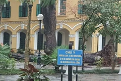 Cây cổ thụ đổ trong khuôn viên trường Chu Văn An (Ảnh: Cộng tác viên D.H) 