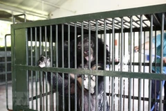 Một cá thể gấu bị nuôi nhốt trái phép được chuyển giao cho Cơ sở bảo tồn gấu tại Ninh Bình. (Ảnh minh họa: Minh Đức/TTXVN)