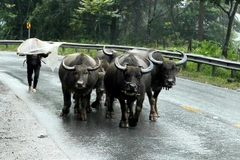 Bà con nông dân di chuyển đàn trâu xuống vùng thấp chống rét. (Ảnh: Quốc Khánh/TTXVN)