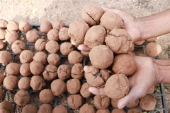 “Bom hạt giống” có thành phần gồm đất trộn phân bò ủ, hạt giống cây tra ở giữa rồi vo viên. (Ảnh: Nguyễn Thành/TTXVN)