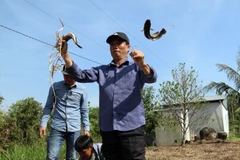 Du khách thích thú dùng lợp bắt cá tại Tiểu khu rừng tràm 34. (Ảnh: Lê Sen/TTXVN)