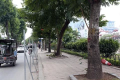 Trong số 476 cây xanh phải di chuyển trên tuyến đường Láng thuộc khuôn khổ dự án, sẽ đánh chuyển 371 cây, chặt hạ 105 cây (những cây sâu, rỗng thân, nghiêng, cong queo phát triển không bình thường hoặc cây đã chết). (Ảnh: Huy Hùng/TTXVN)