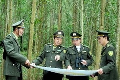 Áp dụng "khoán 10" cho đất rừng. (Ảnh: TTXVN)