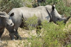 Phụ nữ Việt chung tay bảo vệ và giảm cầu sừng tê giác. (Ảnh: ENV cung cấp)