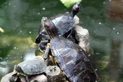 Rùa tai đỏ du nhập vào Việt Nam gây nhiều tác hại cho hệ sinh thái. (Ảnh: TTXVN)