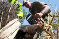 Cưa sừng tê giác tại vườn quốc gia để tránh săn trộm. (Nguồn: AFP/TTXVN) 