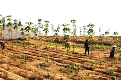 Cây cao su được trồng ồ ạt tại Tây Nguyên. (Ảnh: Hùng Võ/Vietnam+)