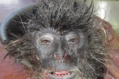 Cá thể voọc bị giết hại tại Vườn quốc gia Phú Quốc. (Ảnh: WAR)