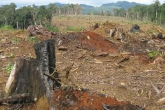 Cánh rừng bạt ngàn gỗ bị "xẻ thịt," để doanh nghiệp trồng cây cao su. (Ảnh: Hùng Võ/Vietnam+) 