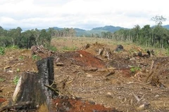 Cánh rừng đang trong quá trình chuyển đổi trồng cao su ở xã Lộc Bảo. (Ảnh: Hùng Võ/Vietnam+)