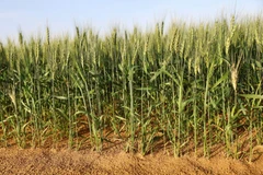 Cây lúa mỳ được trồng tại trang trại ở thị trấn Mleiha. (Nguồn: Reuters)