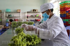 Sơ chế, đóng gói sản phẩm nho xanh để chuẩn bị đưa lên sàn giao dịch thương mại điện tử. (Ảnh: Nguyễn Thành/TTXVN)