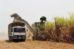 Thu hoạch mía. (Nguồn: TTXVN)