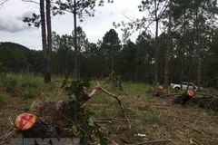 Hiện trường một vụ phá rừng ở Lâm Đồng. (Nguồn: TTXVN)