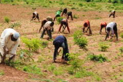 Nông dân ở Niger. (Nguồn: Vanguardngr)