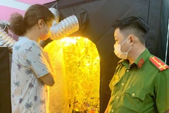 Đối tượng người nước ngoài dùng điện để thắp sáng cho cần sa phát triển. (Nguồn: Báo Thanh Niên)