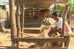 Hỗ trợ cấp bò giống cho hộ nghèo. (Ảnh minh họa. Nguồn: TTXVN)